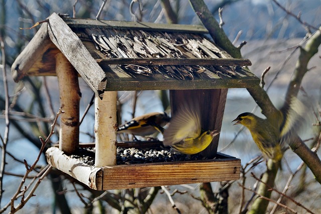 birds, feeder, bird feeder